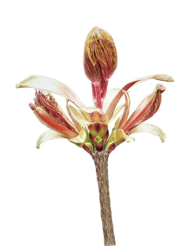 Young shoot of the holly maple