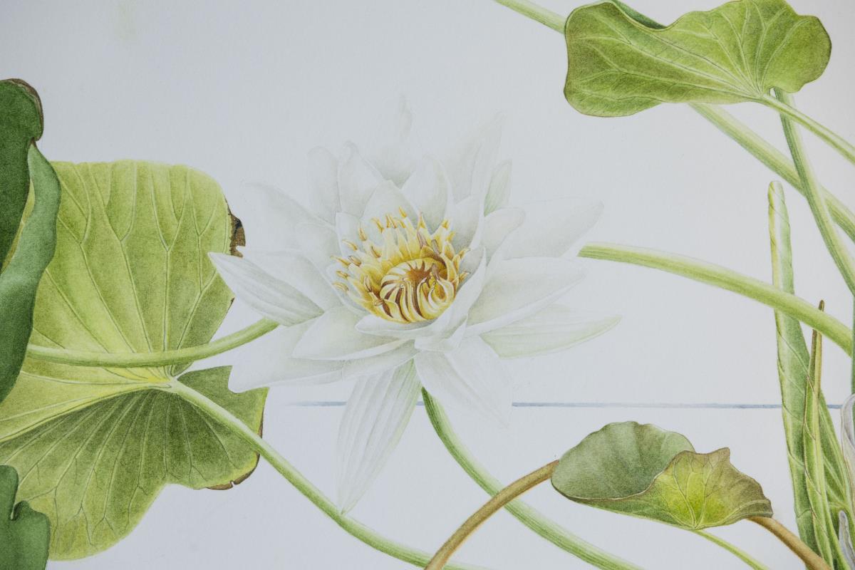 Nymphaea alba L. 