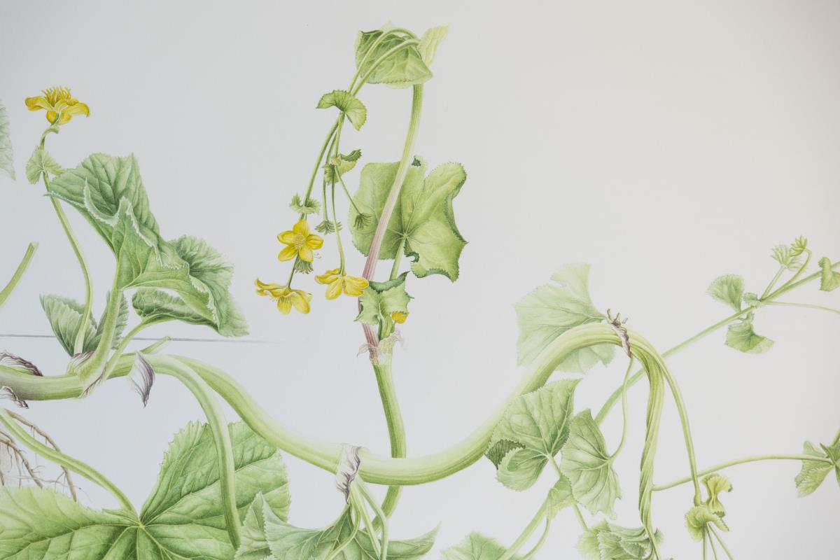 Caltha palustris L.