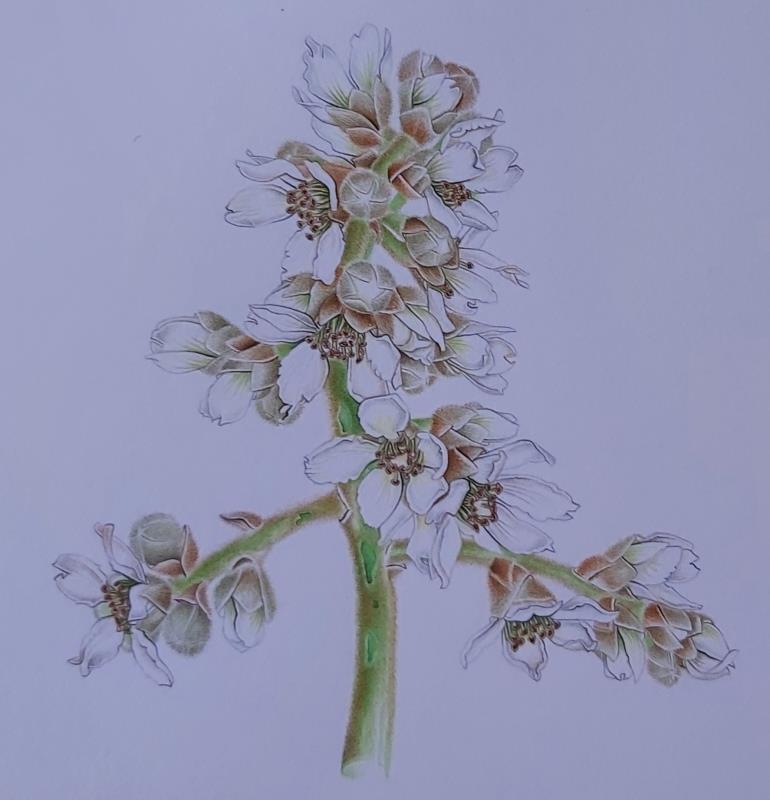 Eriobotrya japonica (Thunb.) Lindl. 