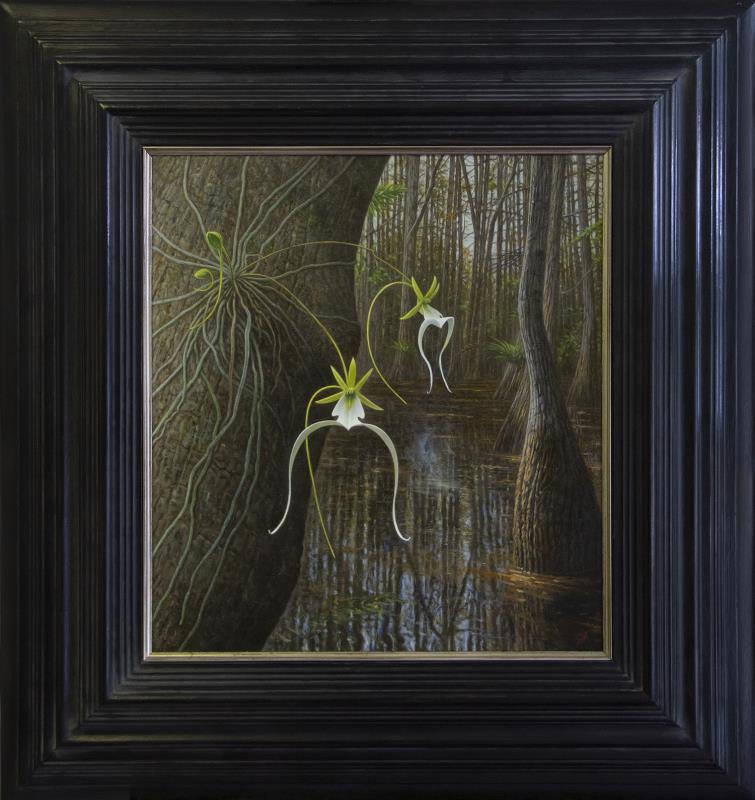 The Ghost Orchid - Dendrophylax lindenii