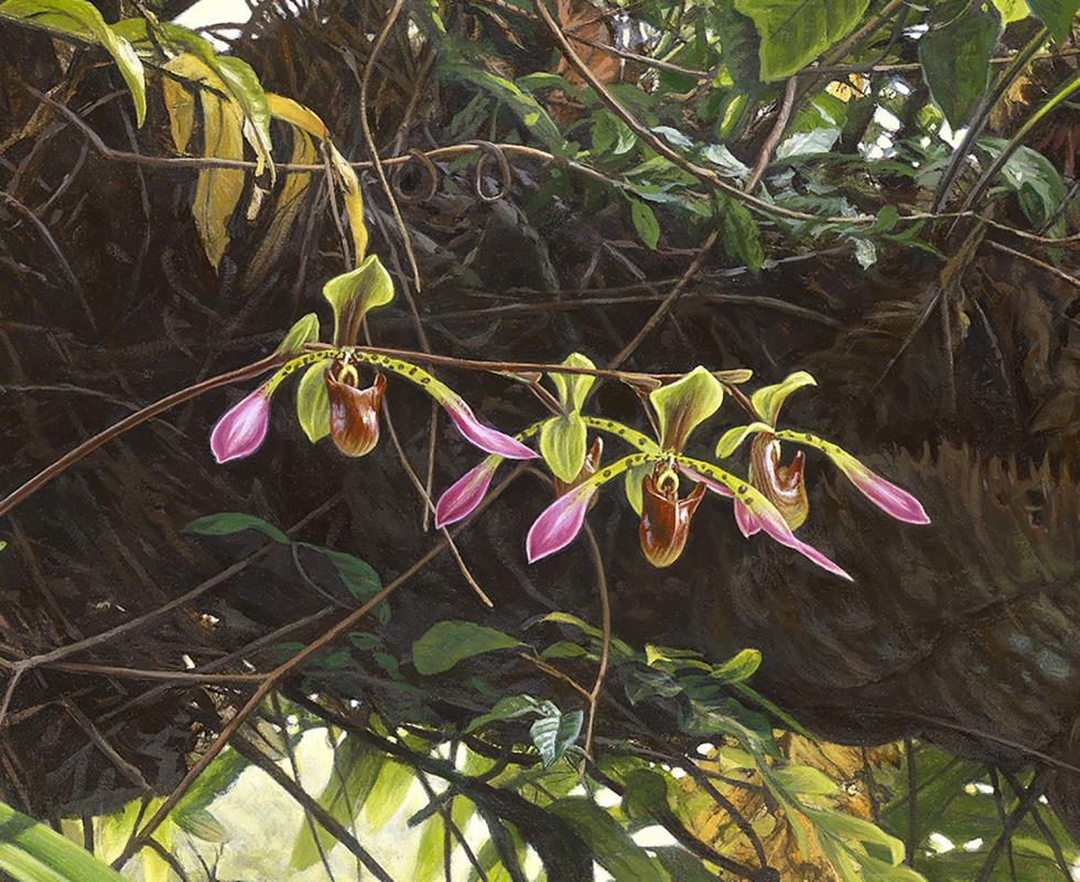 Jewel of Borneo - Paphiopedilum lowii & oakleaf fern