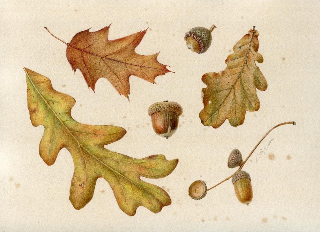 Three oaks