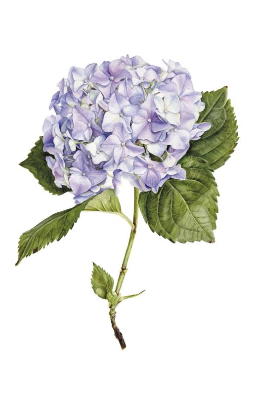 Hydrangea