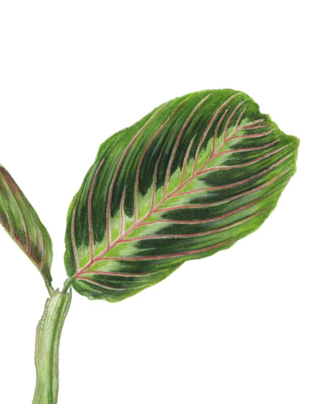 Maranta leuconeura Tricolor