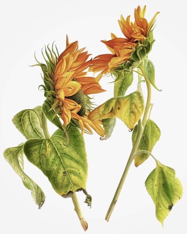 Sunflower arrangement /No matter what love will save the world
