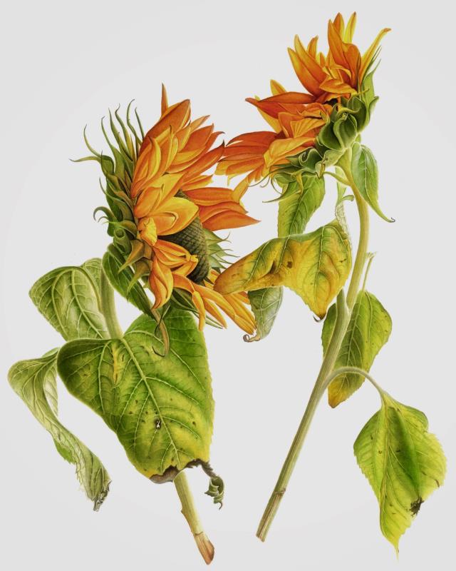 Sunflower arrangement /No matter what love will save the world
