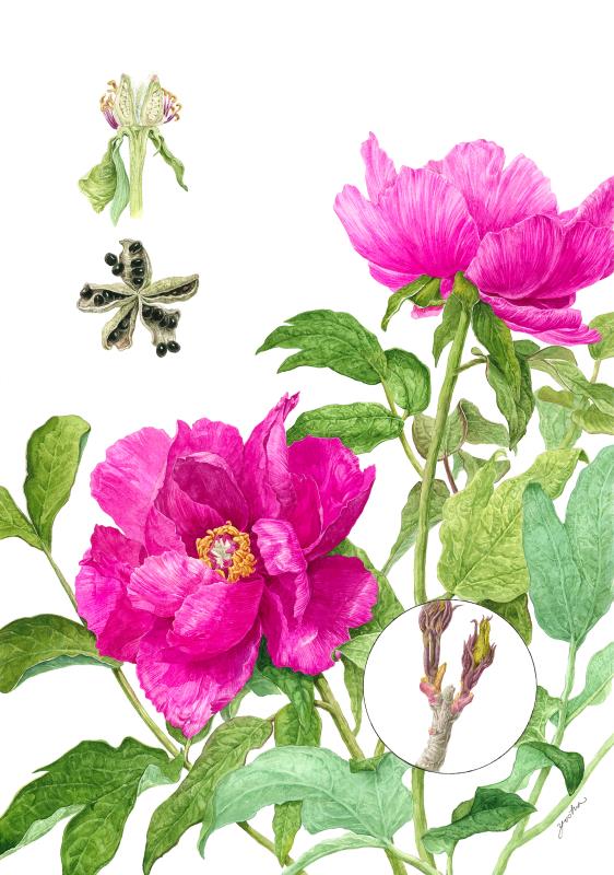 Tree peony