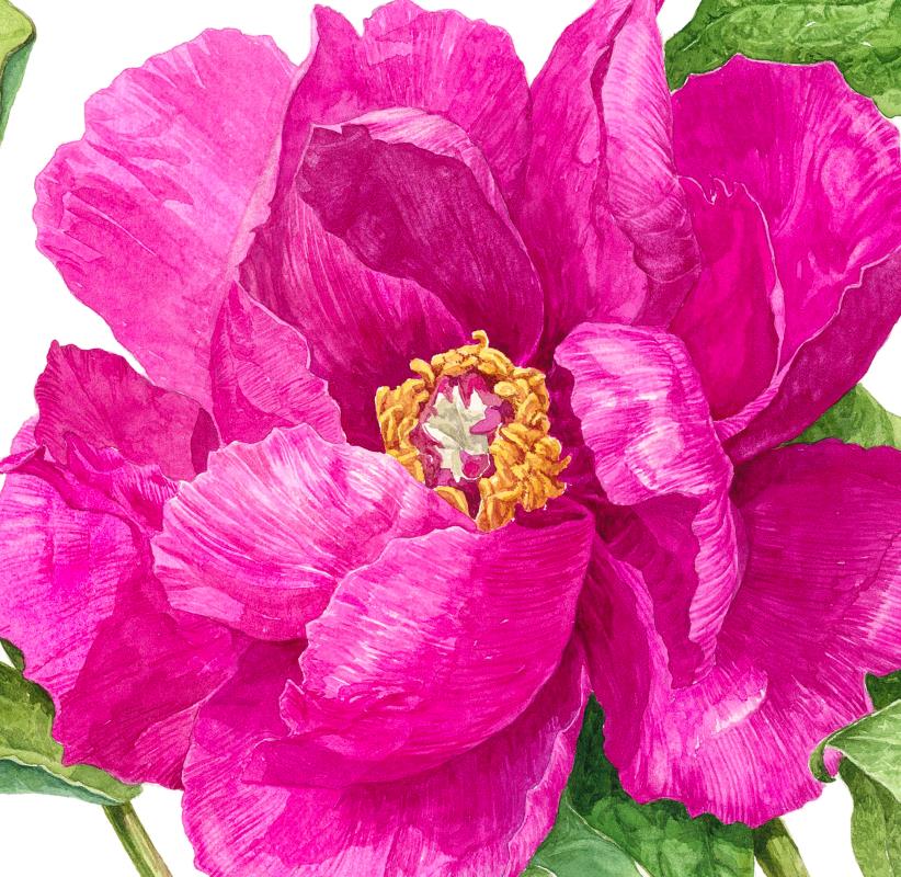 Tree peony