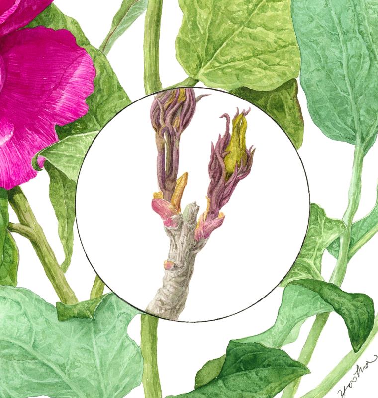 Tree peony