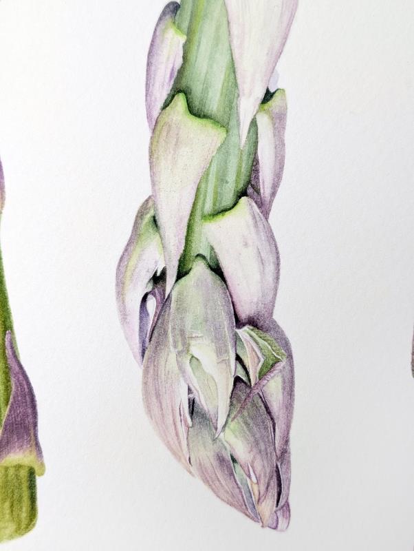 Asparagus Gijnlim