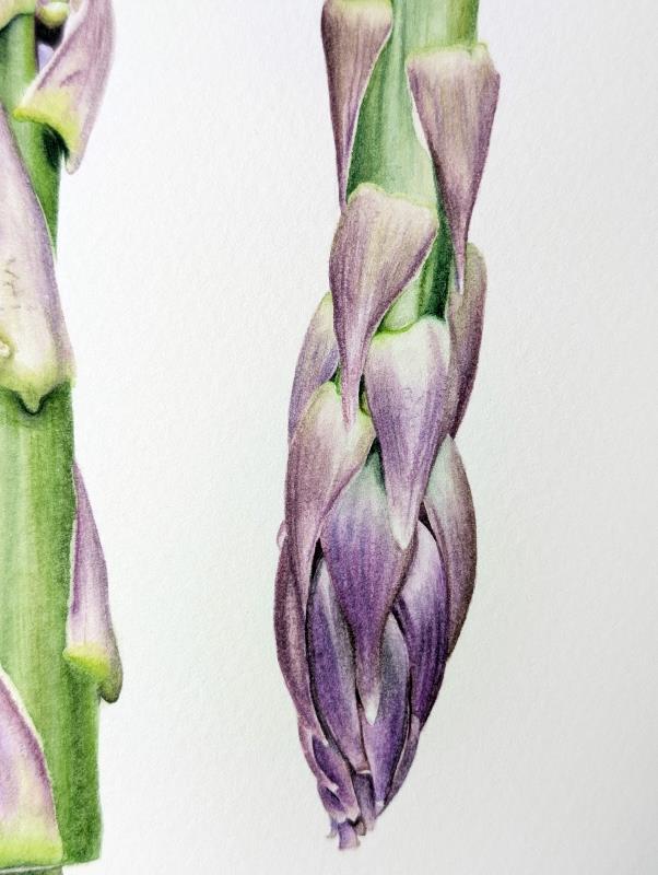 Asparagus Gijnlim