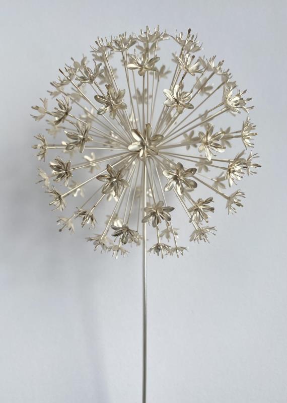 Allium hollandicum, ninety flowers