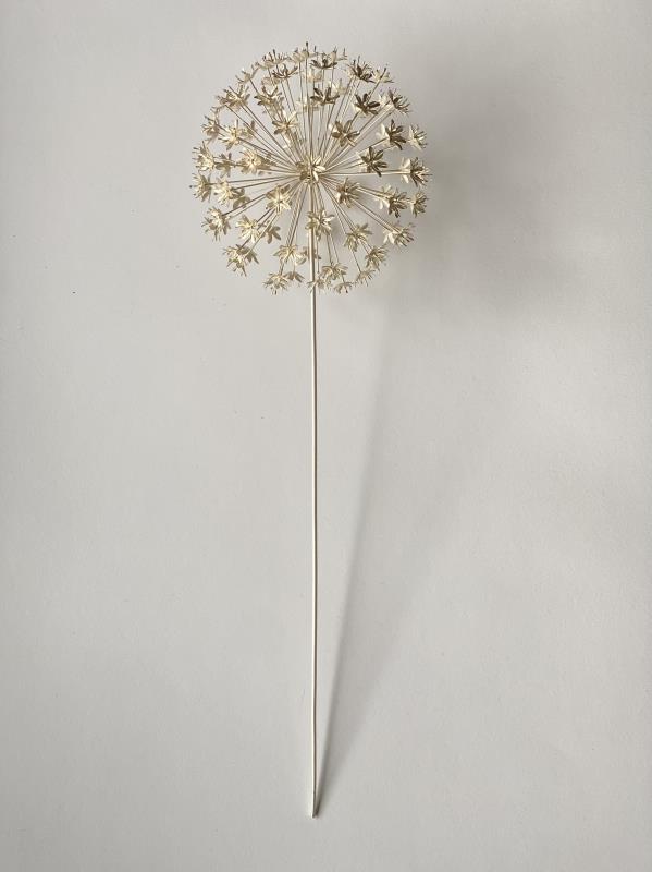 Allium hollandicum, ninety flowers