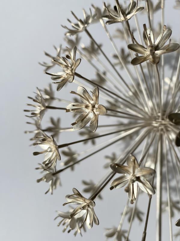 Allium hollandicum, ninety flowers