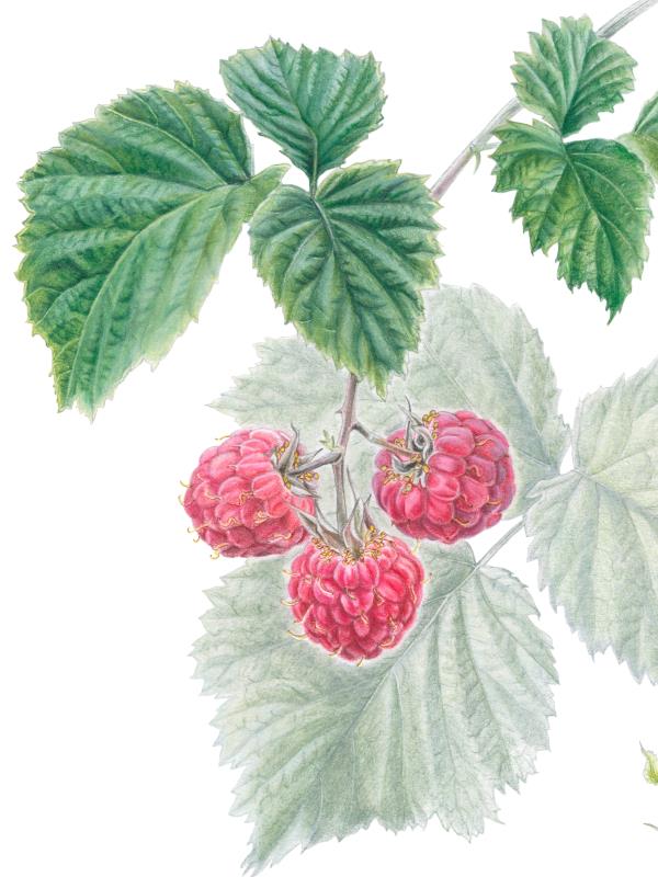 Rubus idaeus: ripening