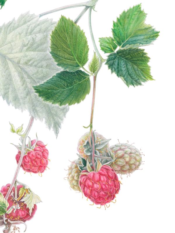 Rubus idaeus: ripening