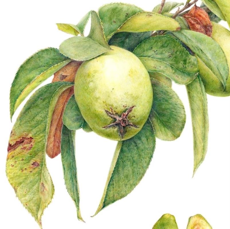 Chaenomeles sinensis Koehne