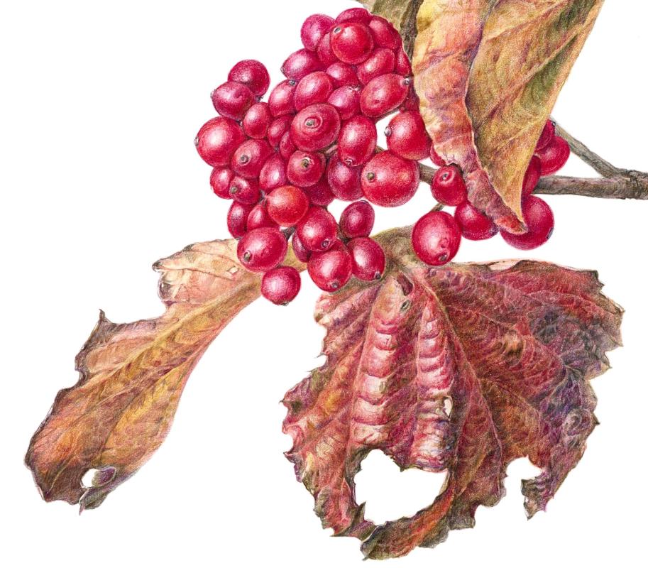 Viburnum dilatatum