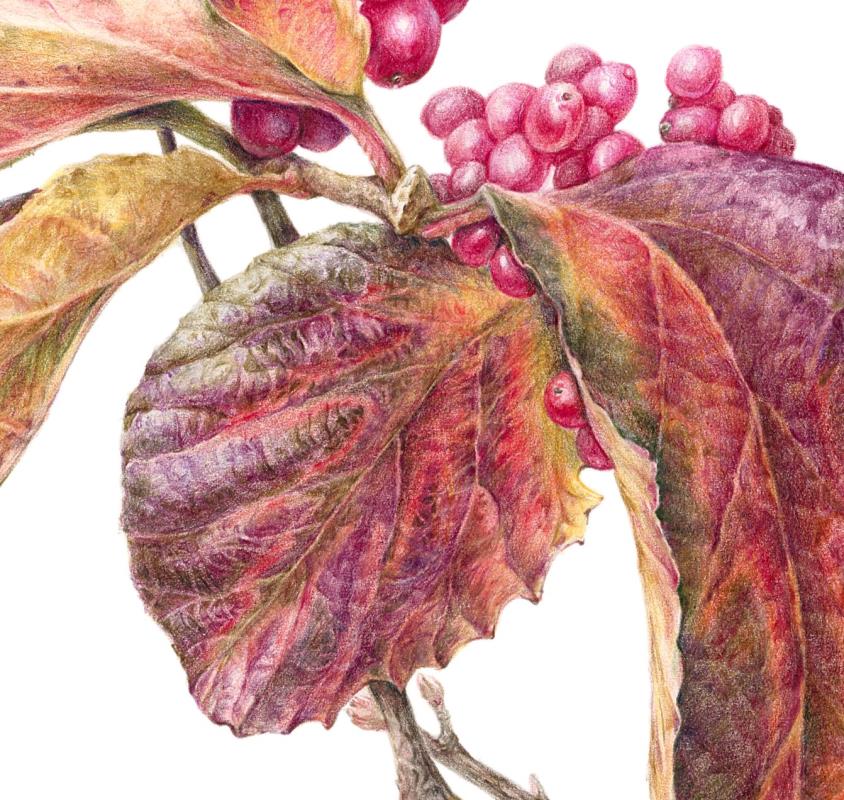 Viburnum dilatatum