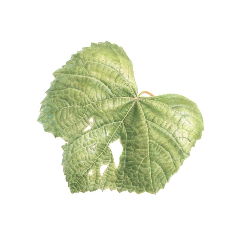 Vitis vinifera