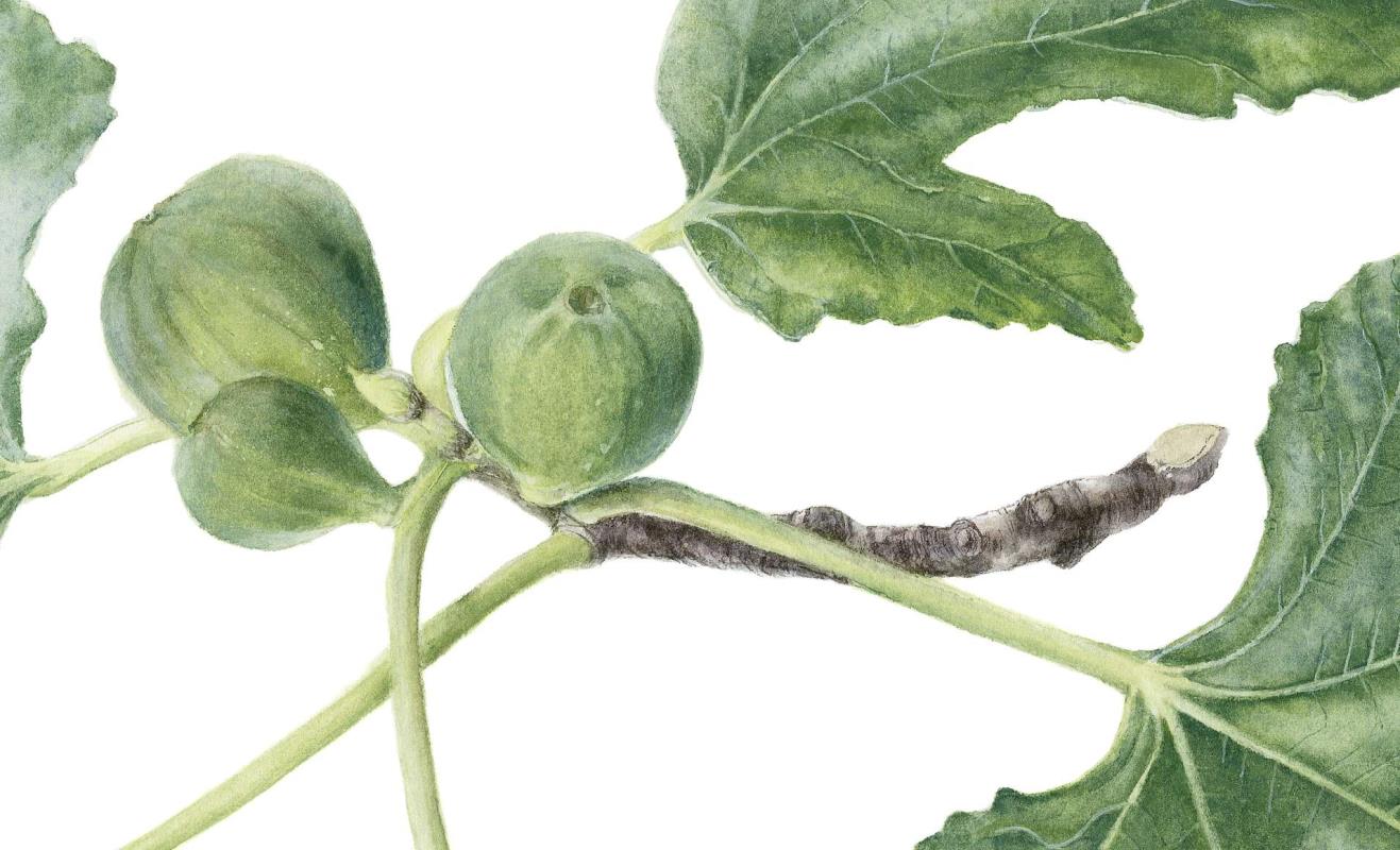 Fig Branch