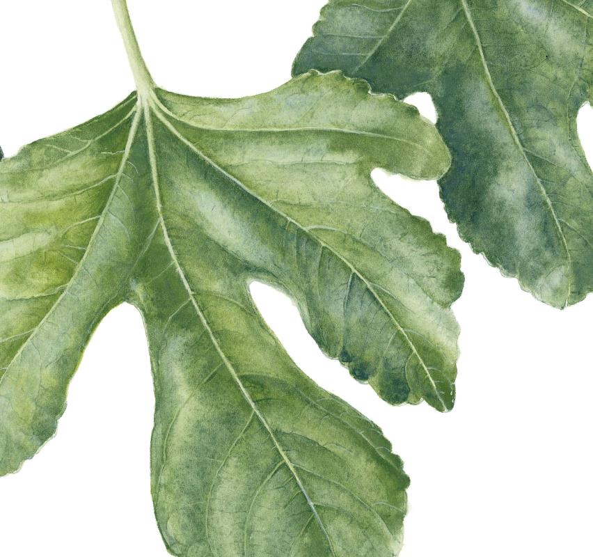 Fig Branch