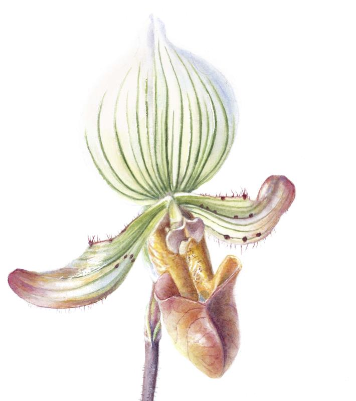 Paphiopedilum 'Memoria Helene Colbert'