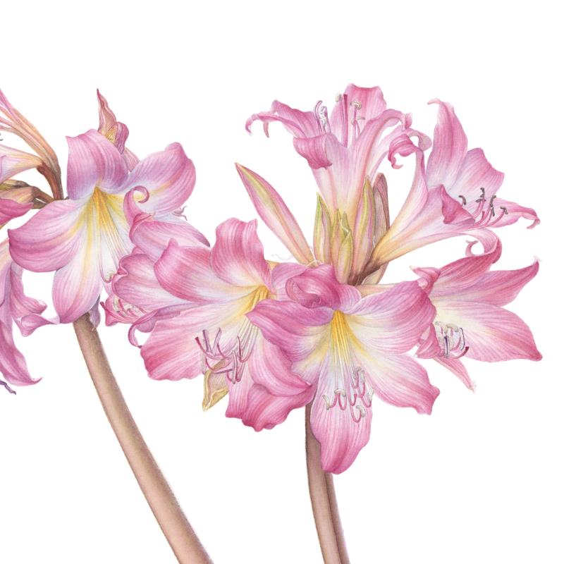Amaryllis belladonna "March Lily"