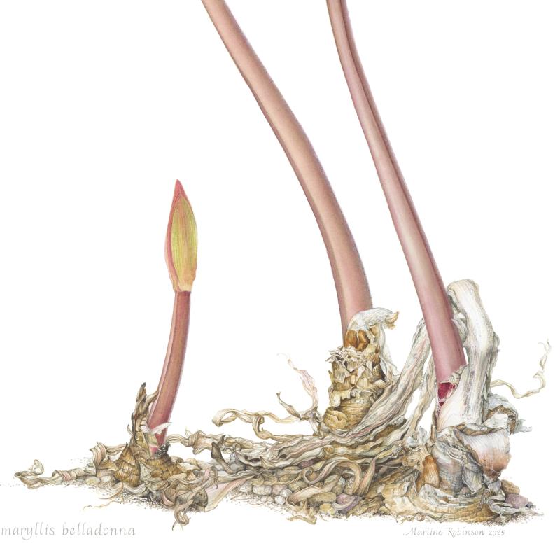Amaryllis belladonna "March Lily"