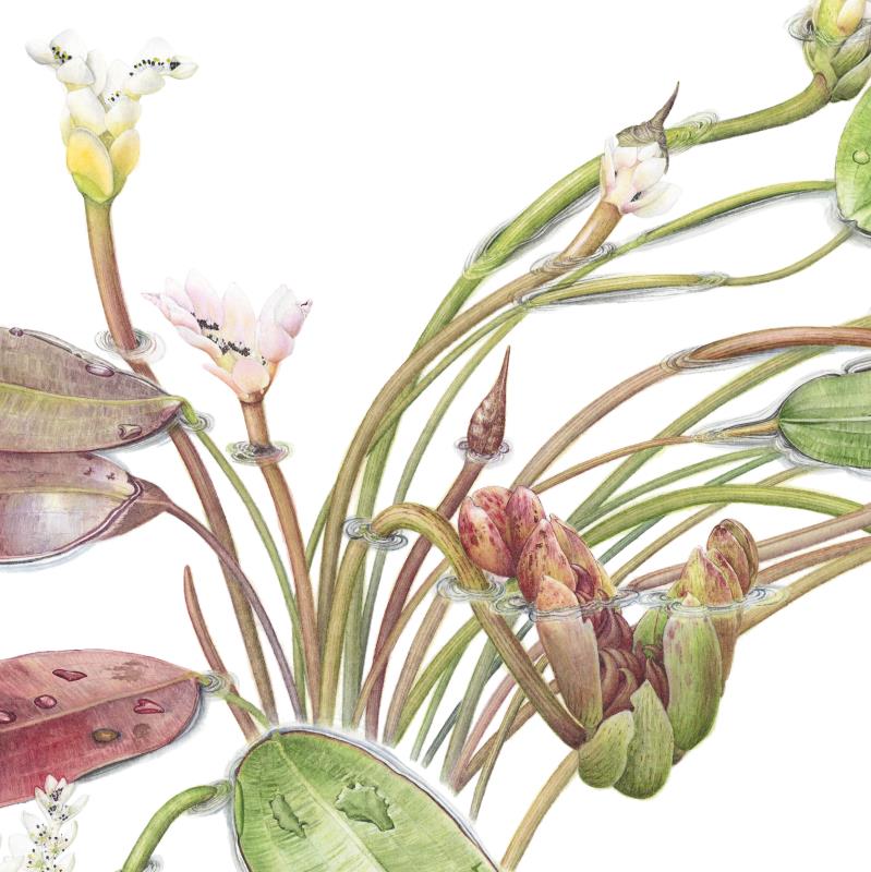 Aponogeton distachyos "Cape Pondweed"