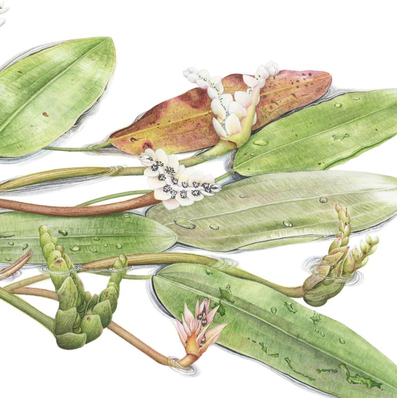 Aponogeton distachyos "Cape Pondweed"