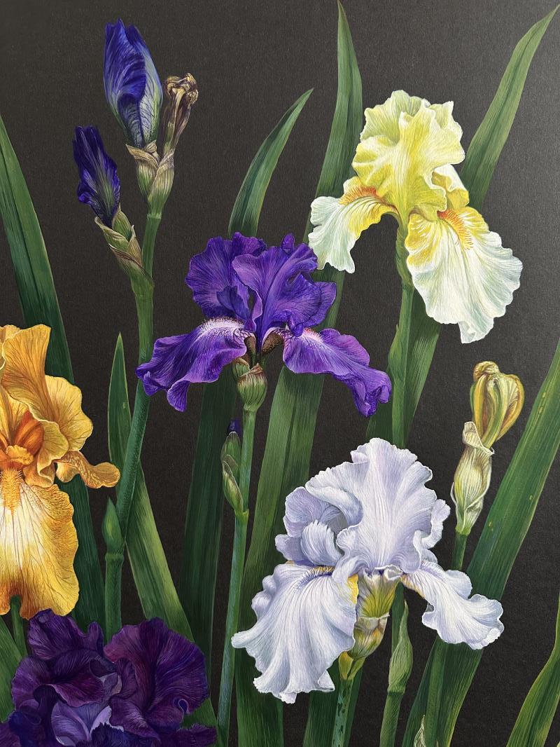 My Garden Irises