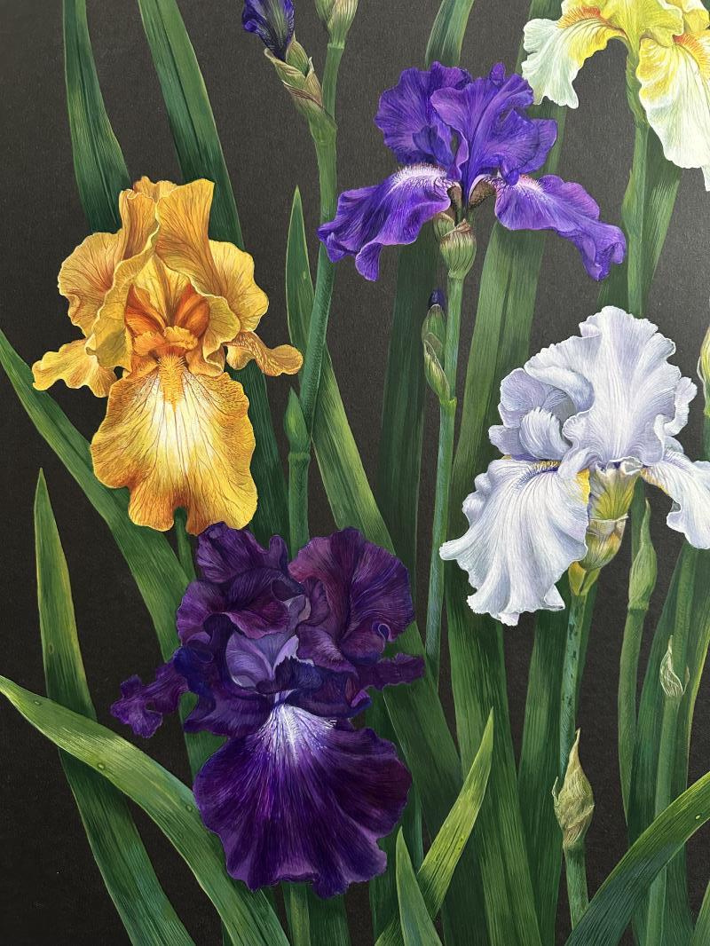 My Garden Irises