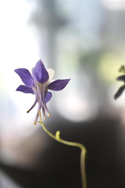Aquilegia Caerulea