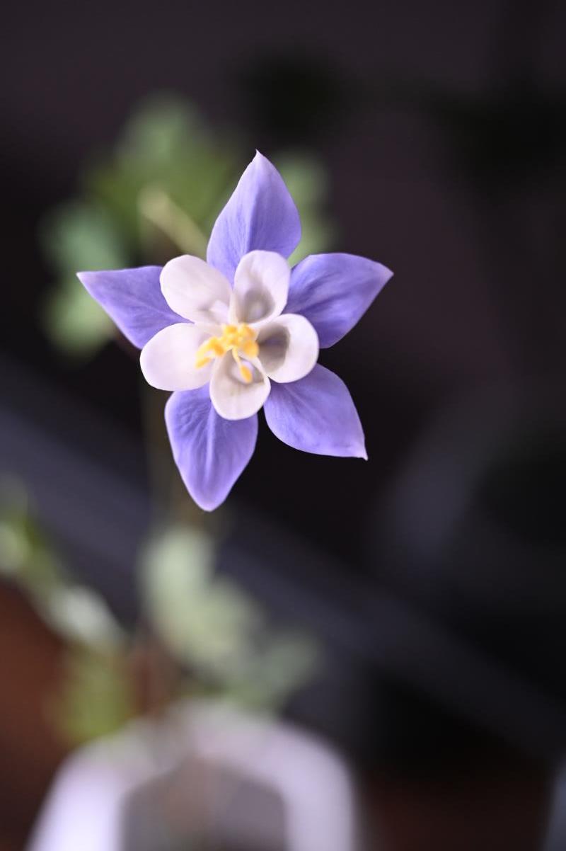 Aquilegia Caerulea