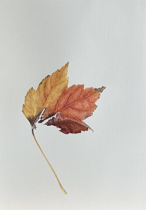 Acer leaf