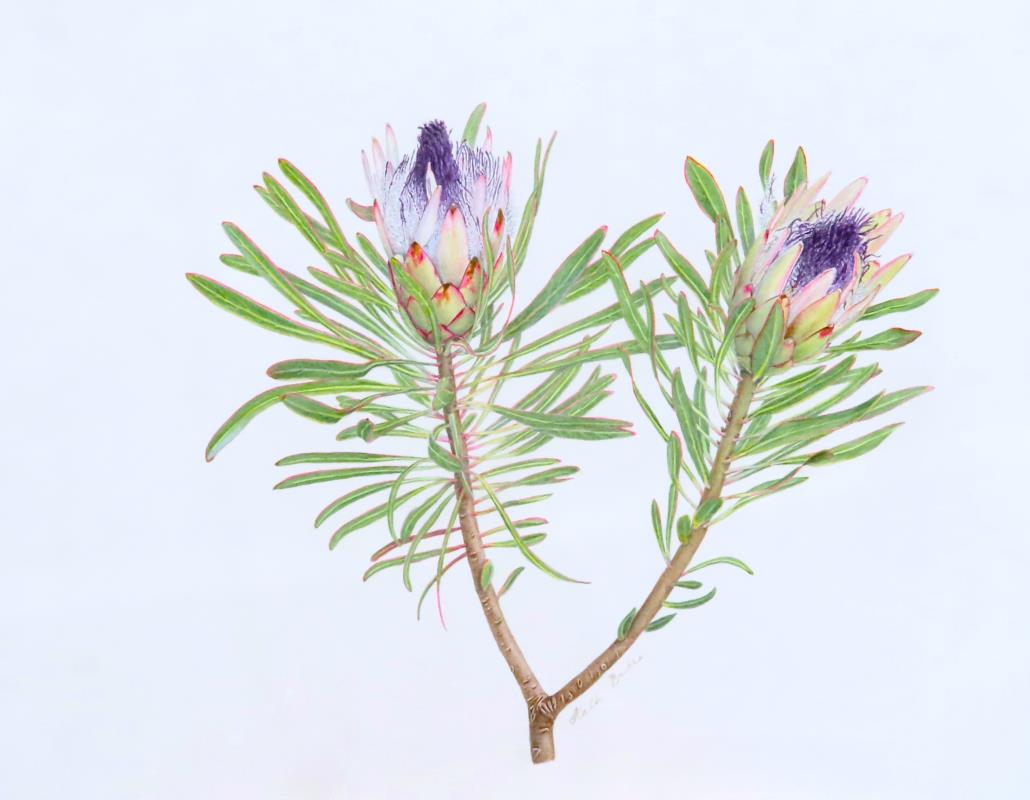 Protea nitida