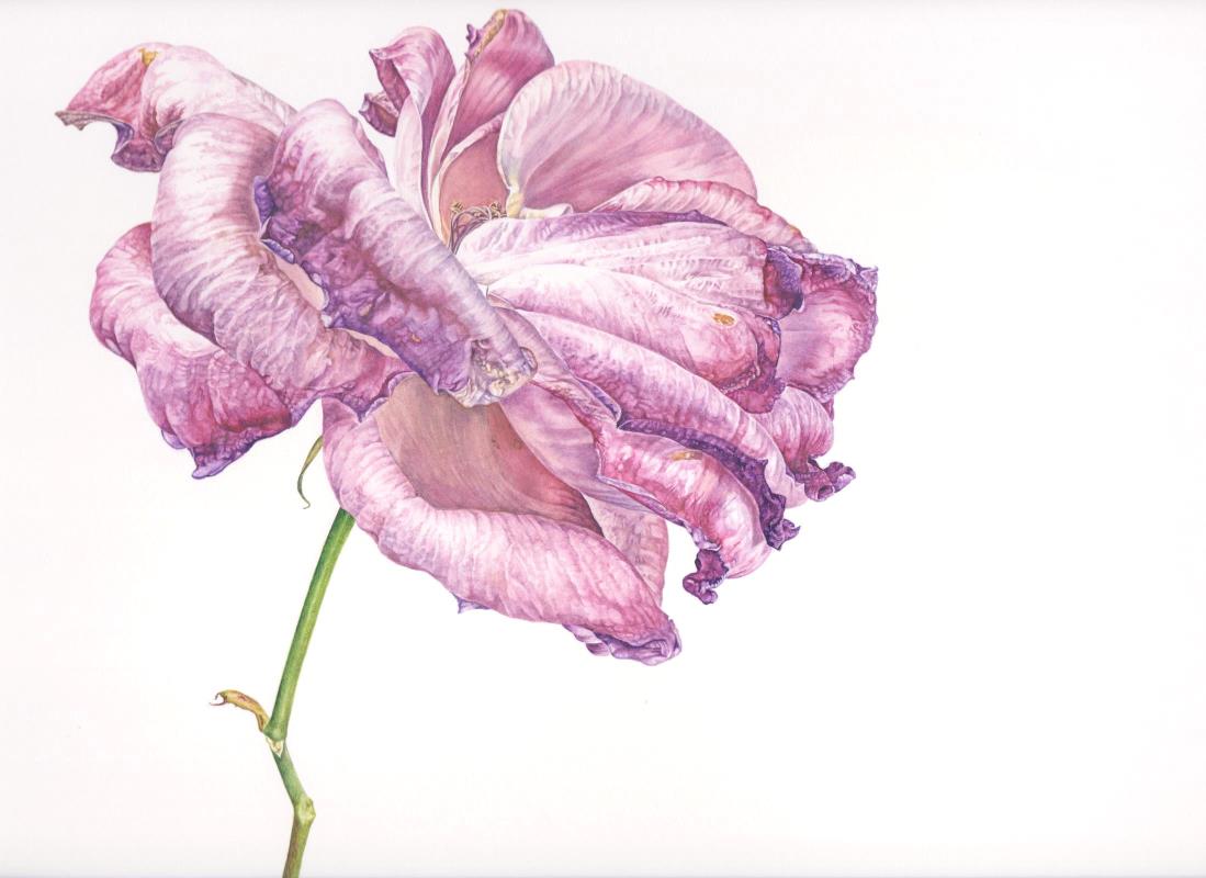 Fading Rose