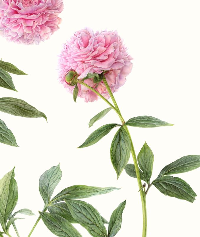 Peony 'Sarah Bernhardt'