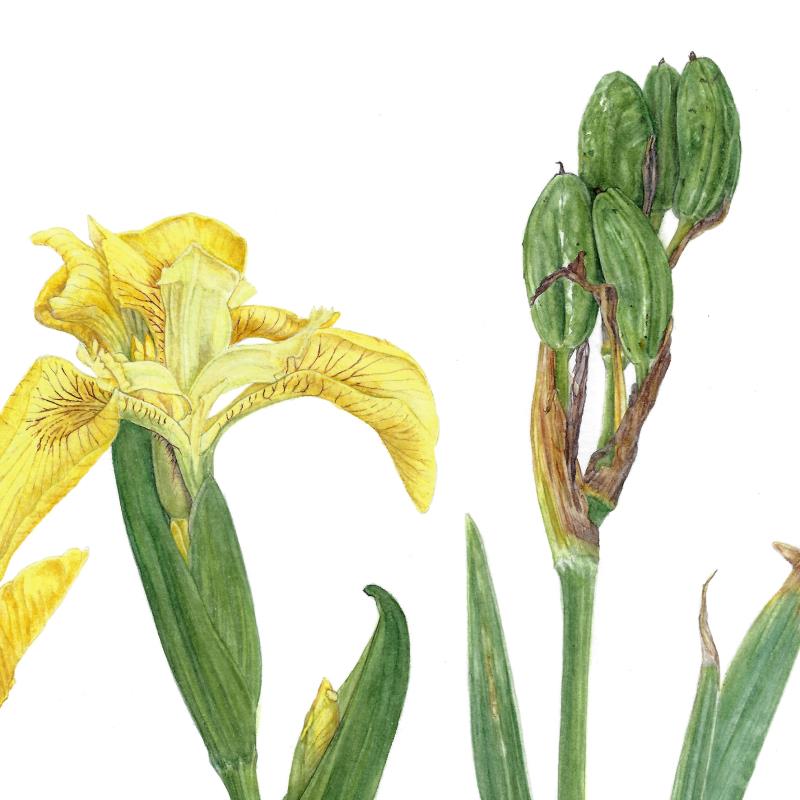 First Lady of the meadow, Iris pseudacorus