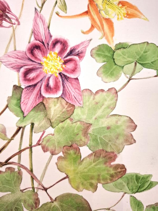 Aquilegia