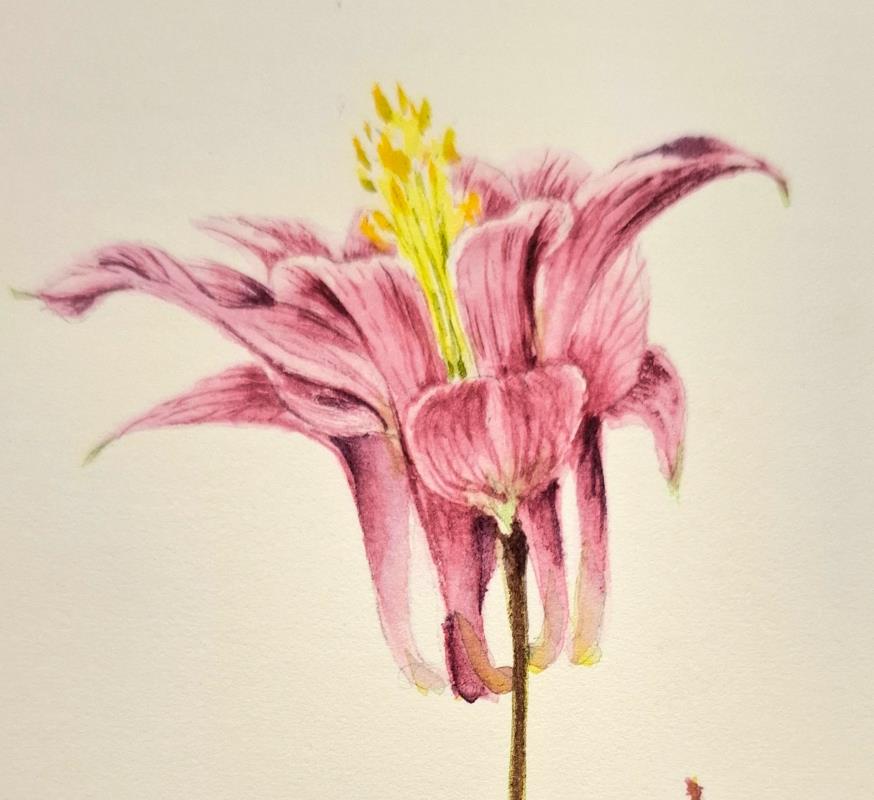 Aquilegia