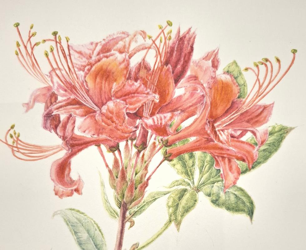Munstead Wood Azaleas