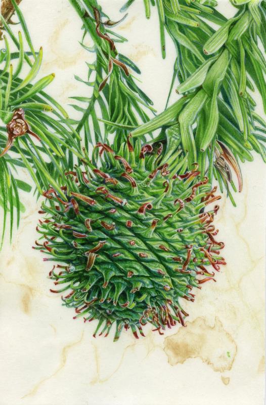 Wollemia Pine 