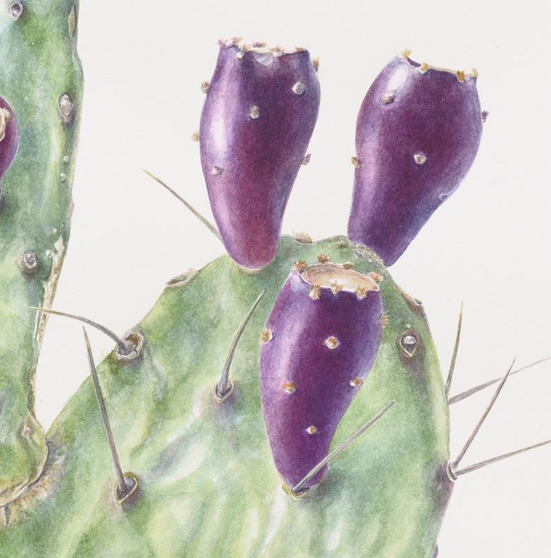 Opuntia ficus-indica, Sabr, Prickly Pear