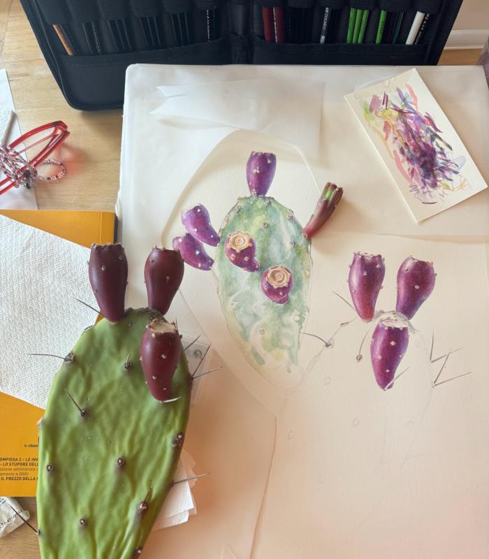 Opuntia ficus-indica, Sabr, Prickly Pear