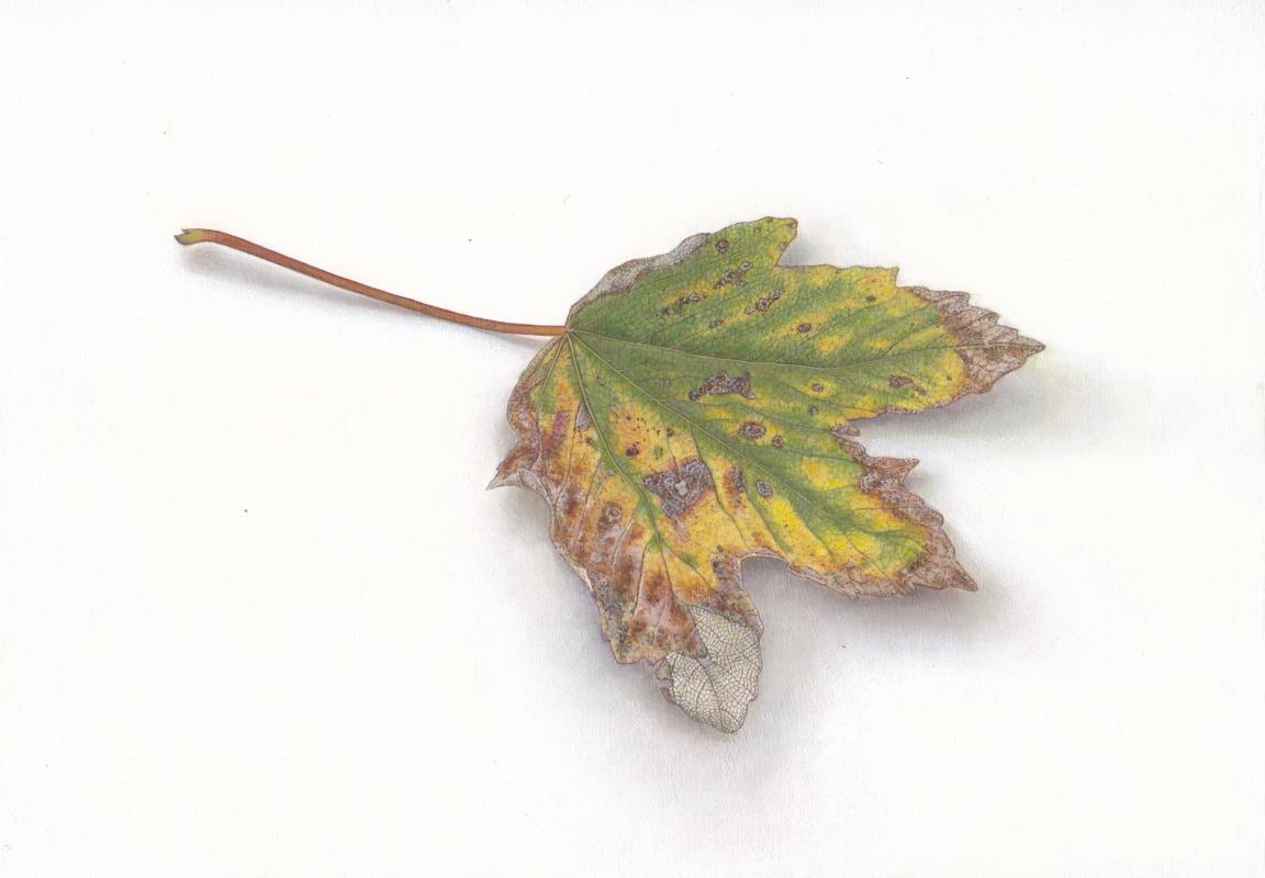 Sycamore leaf