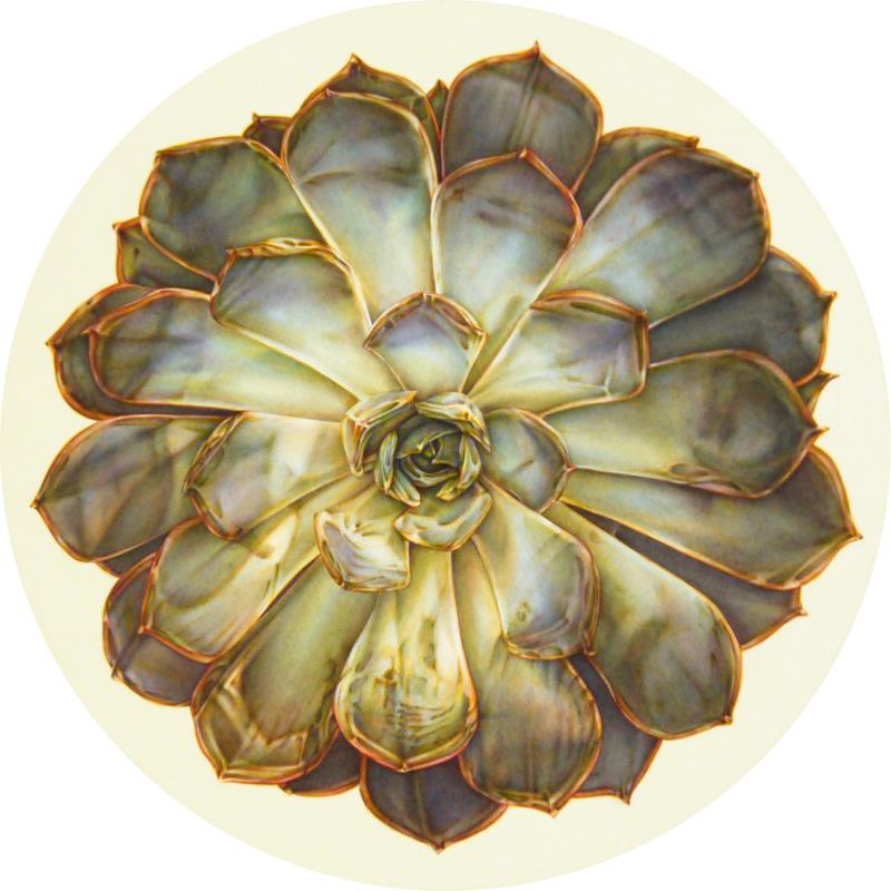 Echeveria 'Perle von Nuernberg' (Leaves 55)