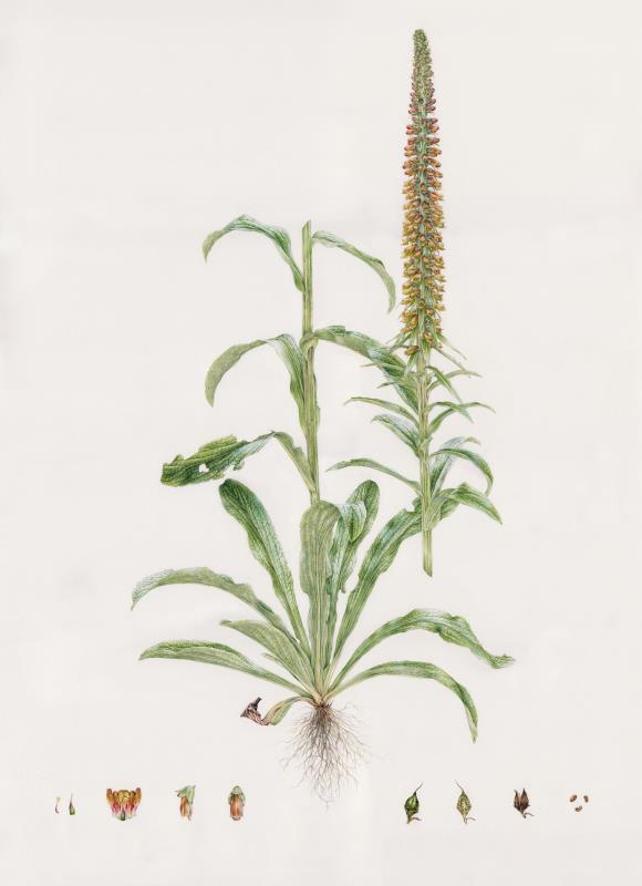 Digitalis parviflora